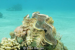 Giant clam! by Elon Berger 